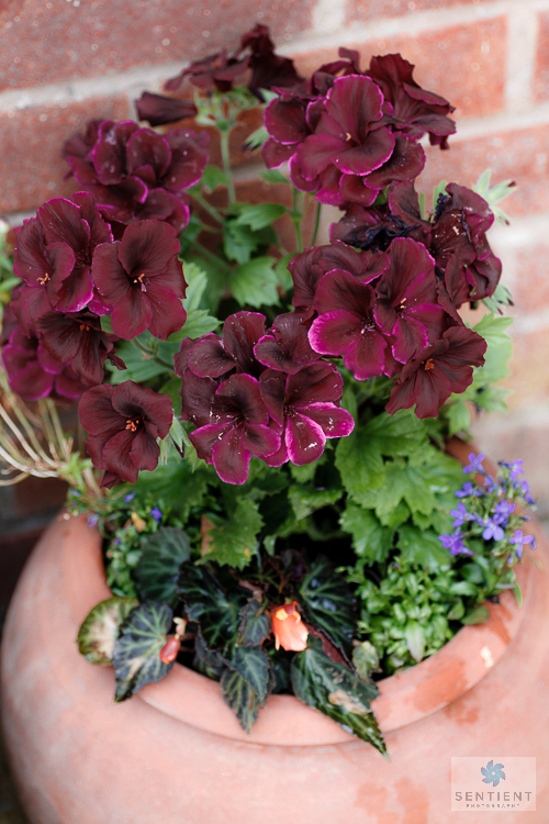 Geraniums