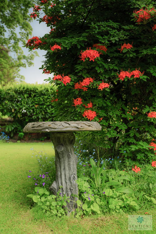 A Small Town Garden, Cheshire