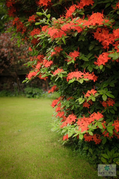 Azalea in a Small Town Garden, Cheshire