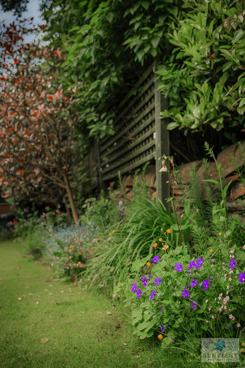 A Small Town Garden, Cheshire