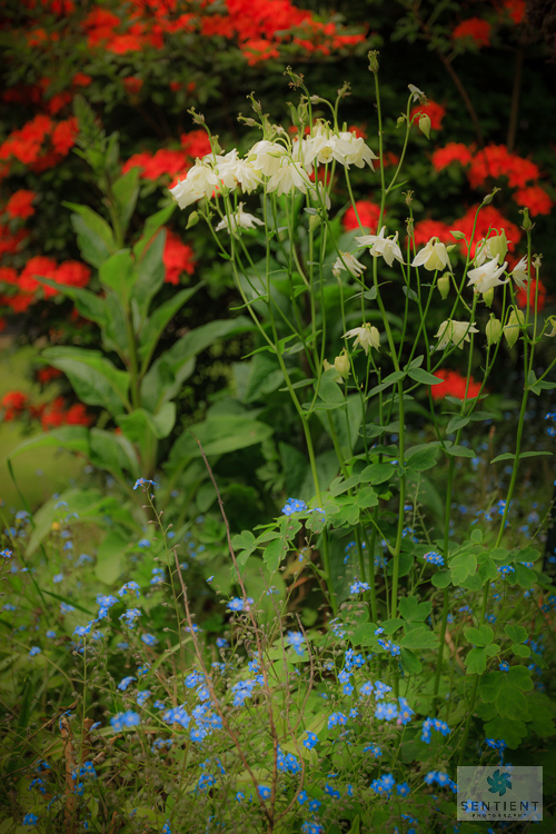 A Small Town Garden