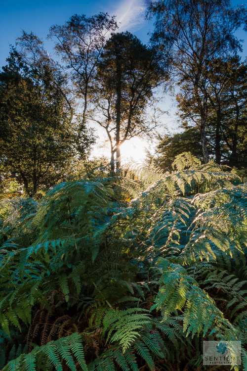 Ferns Sun Rise