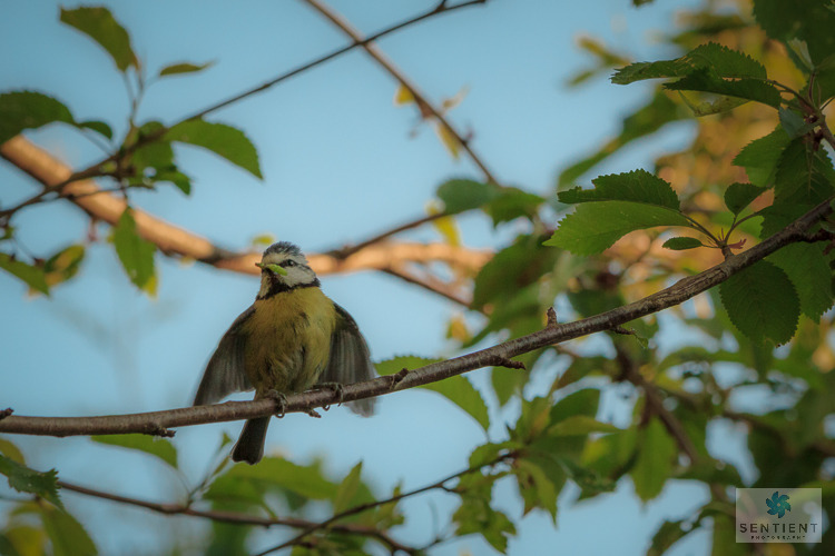 Fledged Blue Tit Stretches Wings