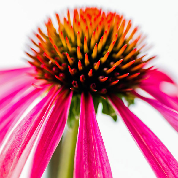 Echinacea