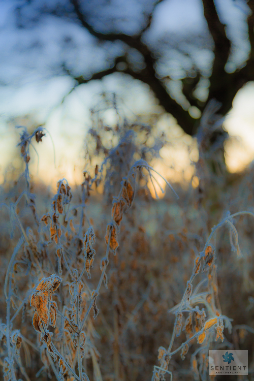 Frosted Reeds