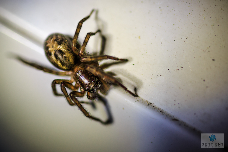 Spider, Manchester