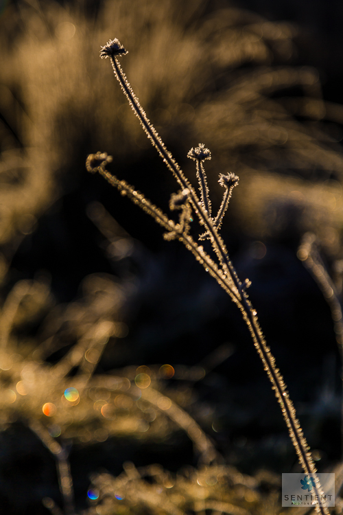 Frosted Reeds - Wilmslow, Cheshire