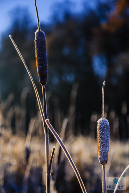 Frosted Reeds - Wilmslow, Cheshire