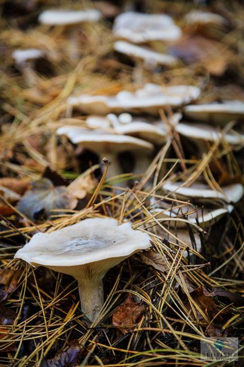 Fungi & Pine Needles