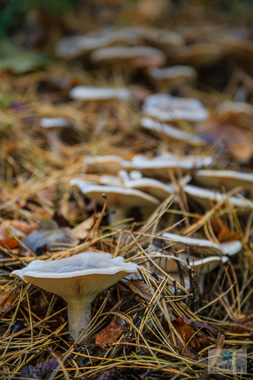 Fungi & Pine Needles