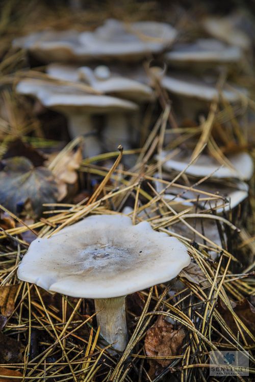 Fungi & Pine Needles