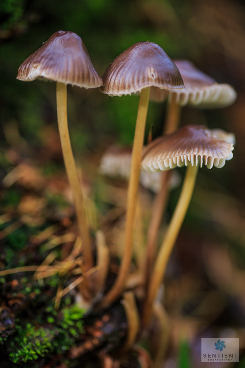 Fungi