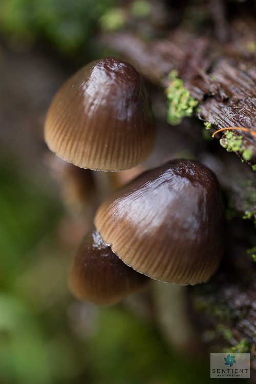 Fungi