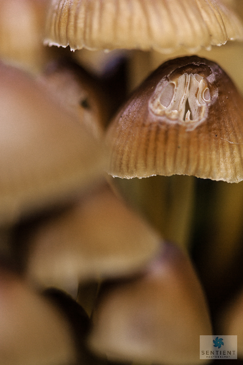 Fungi