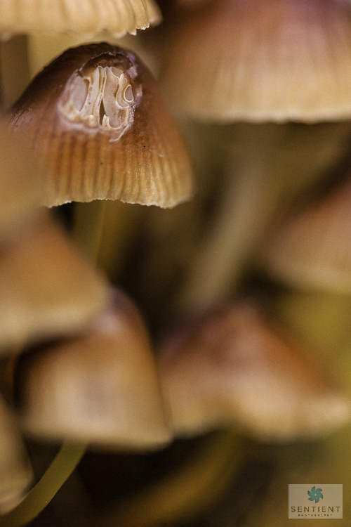Fungi