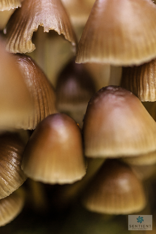 Fungi