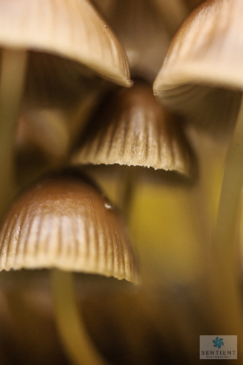 Fungi