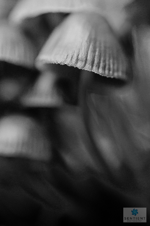 Fungi