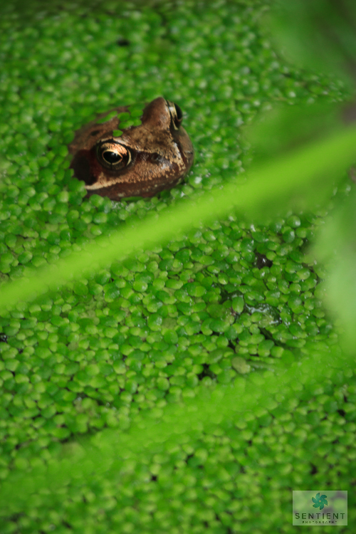 Garden Frogs, Norfolk