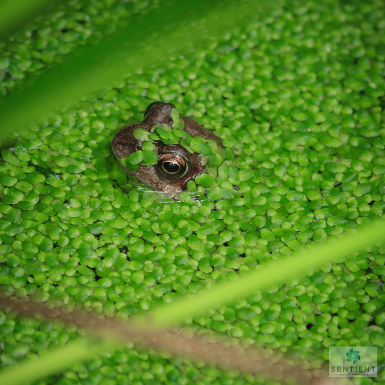 Garden Frogs Norfolk-2