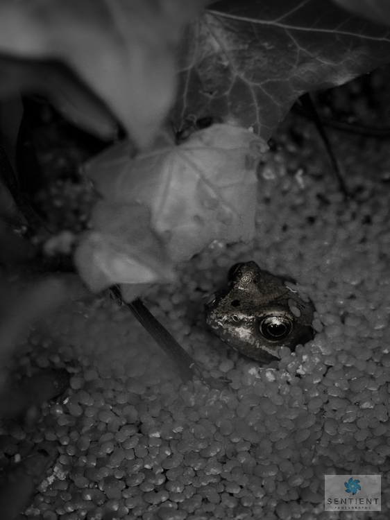 Garden Frogs, Norfolk