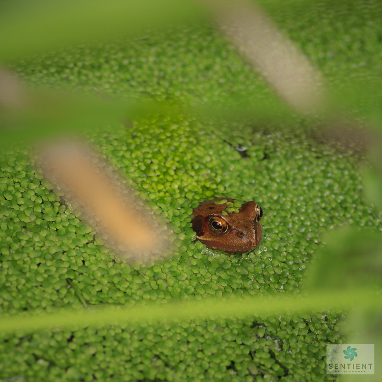 Garden Frogs, Norfolk