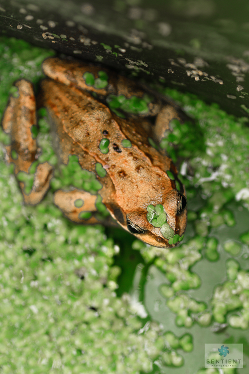 Garden Frogs, Norfolk