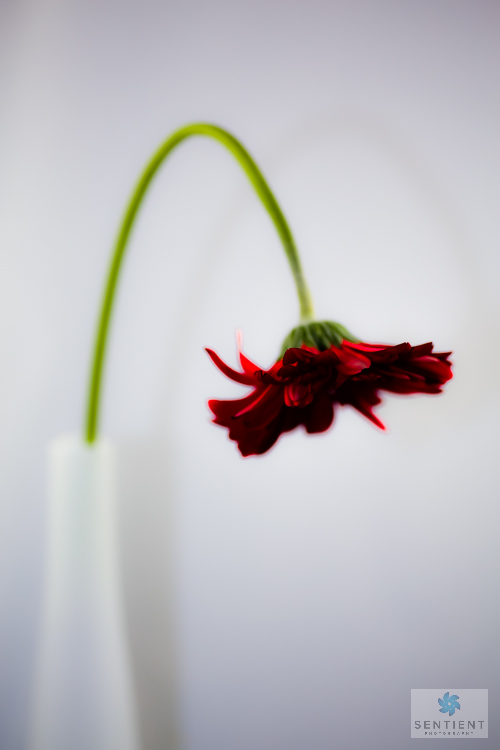 Gerber In Vase # 2