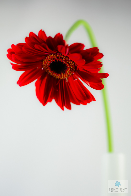 Gerbera In Vase #3