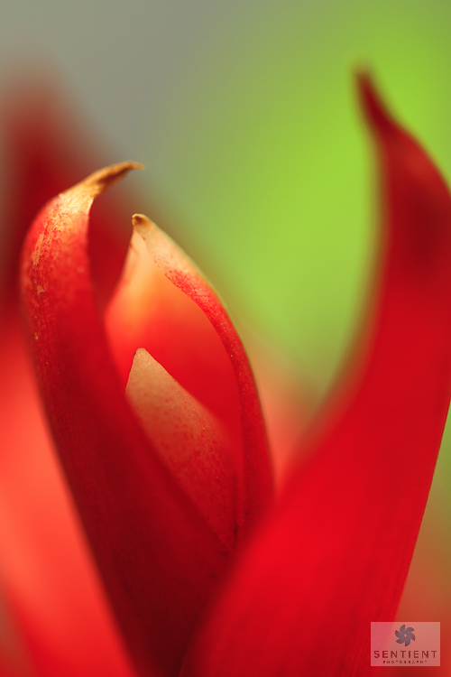 Guzmania #-2