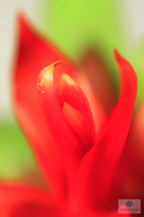 Guzmania #-5