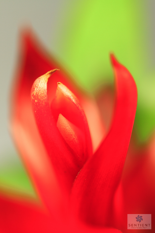 Guzmania #