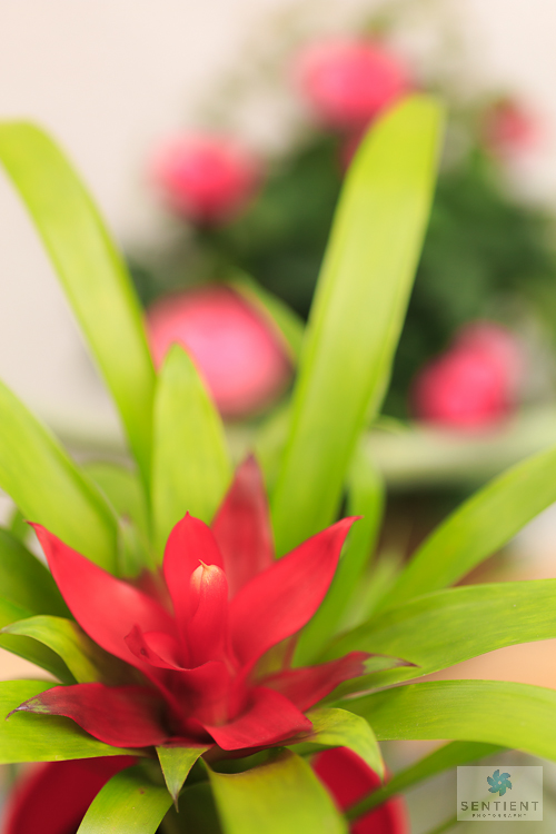 Guzmania Pink Patio Rose
