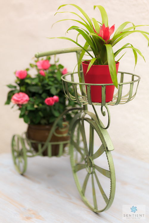 Guzmania Tricycle