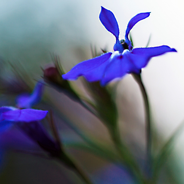 Lobelia