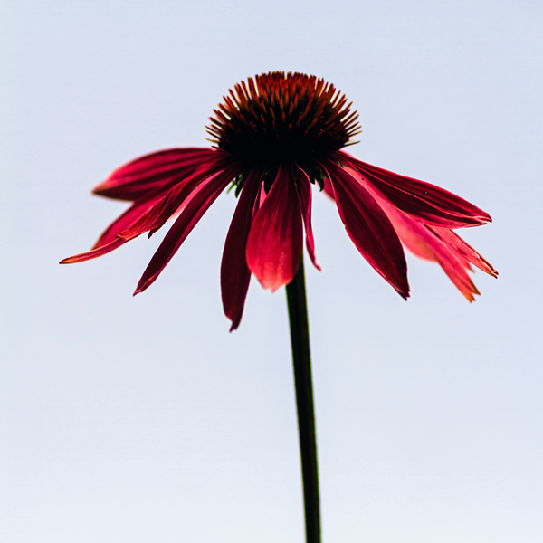 Echinacea Silhouette