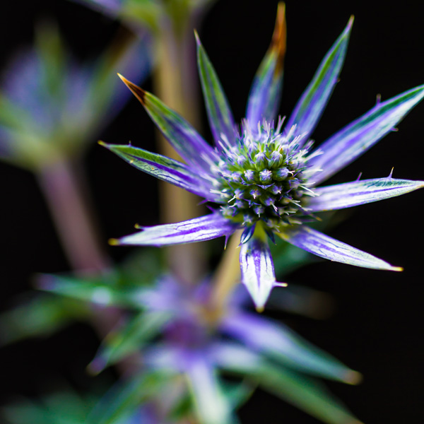 Thistle