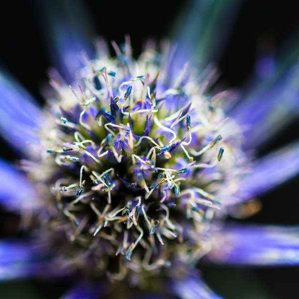 Thistle Close-up
