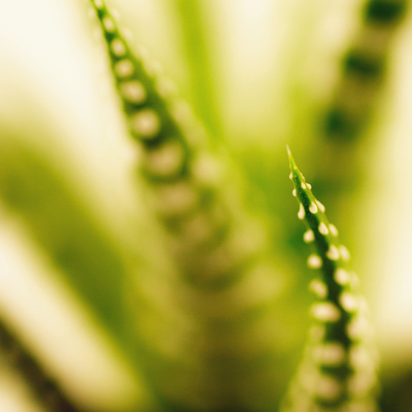 Cactus Limbs