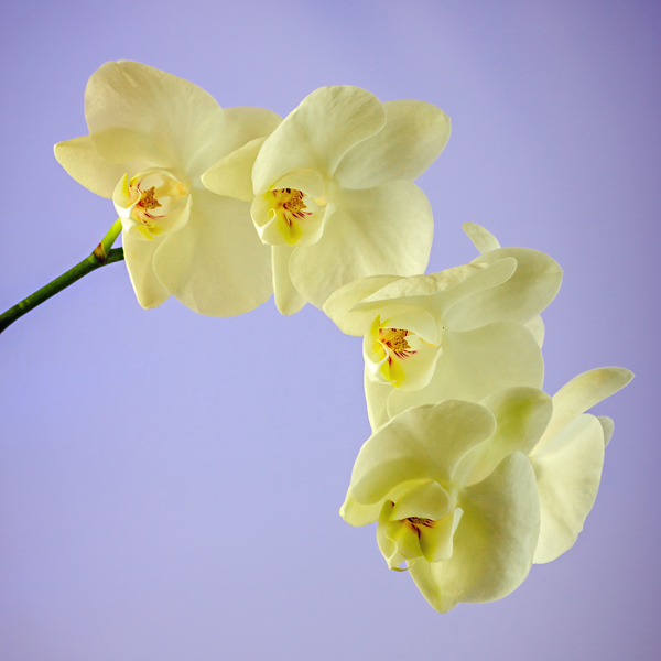 Orchids