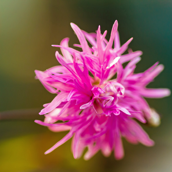 Pink Flower