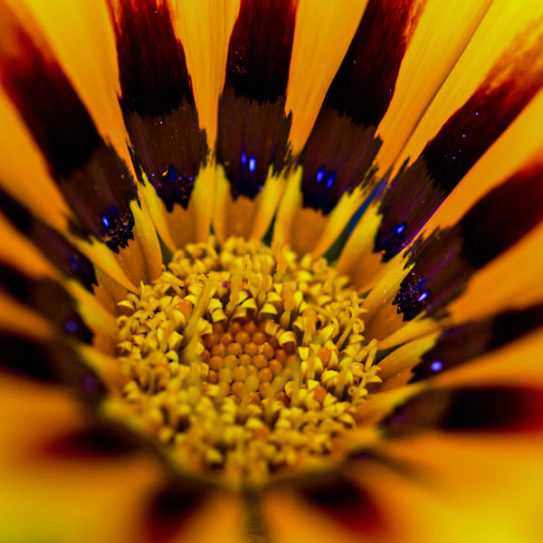 Sun Flower