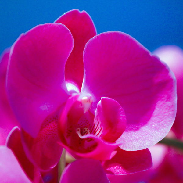 Wedding Orchid