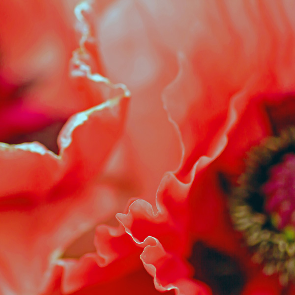 Poppies Petals
