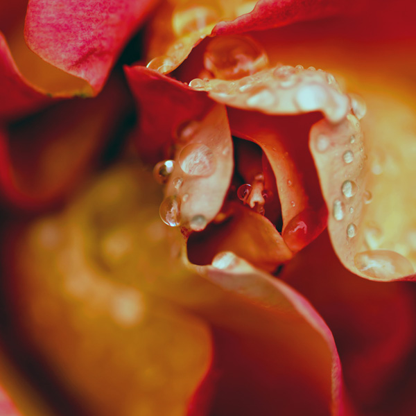 Wet Rose