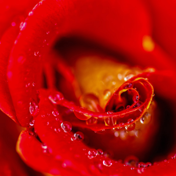 Red Rose Water Droplets