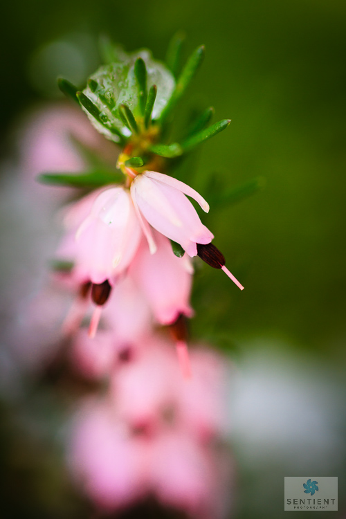 Pink Icy Buds