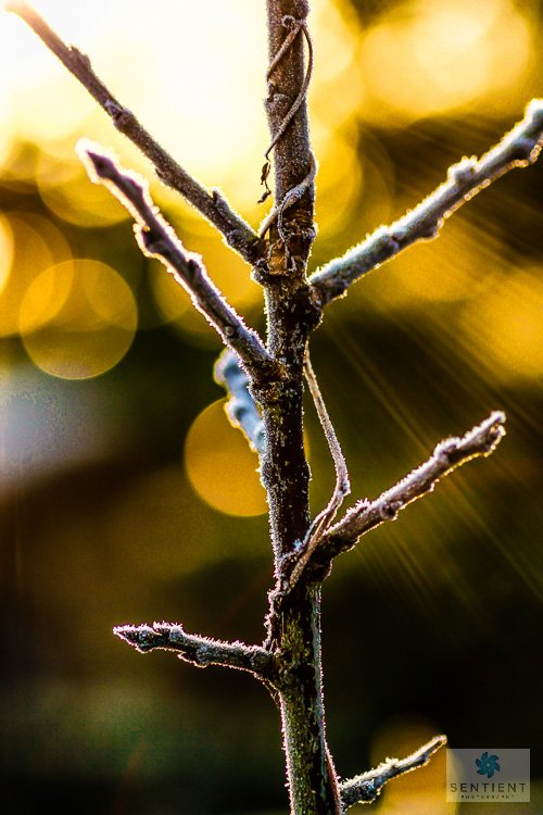 Icy Twigs & Sun Rays