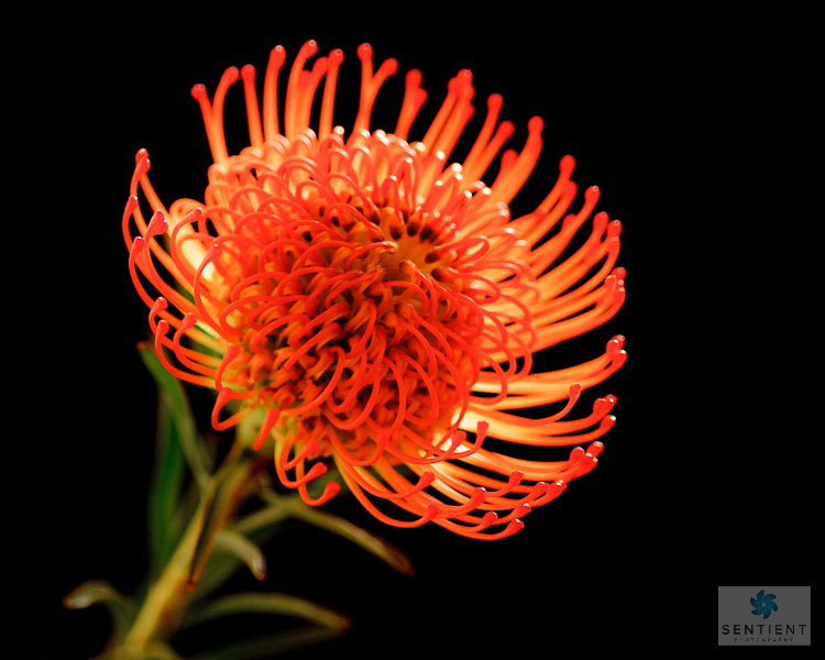 Leucospermum Black
