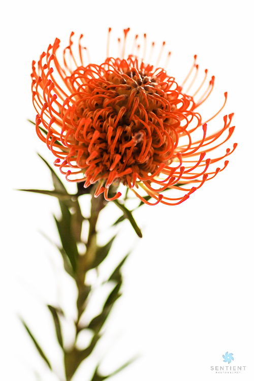 Leucospermum White